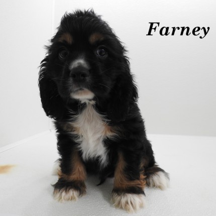 puppy, for, sale, Cocker Spaniel, Joe & Cherri  Overlease, dog, breeder, Miller, MO, dog-breeder, puppy-for-sale, forsale, nearby, find, puppyfind, locator, puppylocator, aca